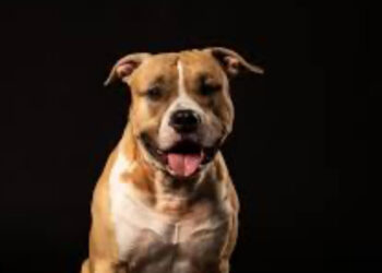 Poliziotto assolto per l’uccisione di un cane durante un arresto: polemiche degli animalisti