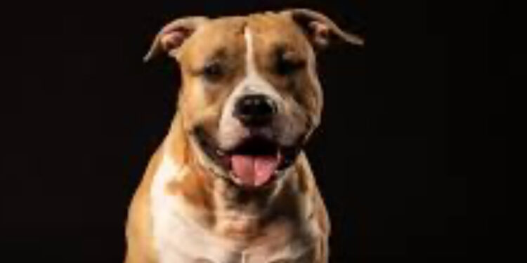 Poliziotto assolto per l’uccisione di un cane durante un arresto: polemiche degli animalisti