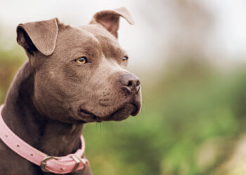 Bimbo di 8 anni accarezza due cani randagi: sbranato e ucciso sotto gli occhi della madre