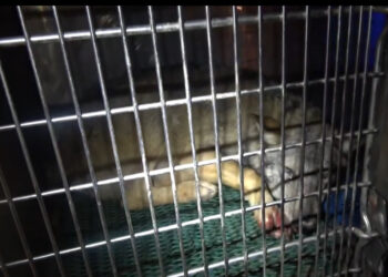 Ariano Irpino: lupo investito sulla Statale 90, soccorso e trasportato al CRAS di Napoli