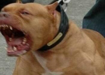 Tragedia ad Acerra: bimba di 9 mesi uccisa dal pitbull di famiglia, indagini in corso