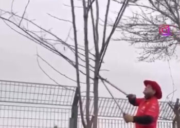 Taglia gli alberi per vedere meglio il circuito di Monza: denunciato un tifoso della Ferrari