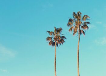 Tragedia a Genova: donna travolta da una palma