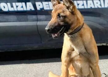 Arrestato un 17enne con 200 grammi di sostanze stupefacenti al carcere di Salerno