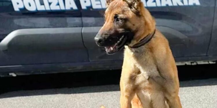 Arrestato un 17enne con 200 grammi di sostanze stupefacenti al carcere di Salerno