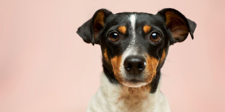 Caserta, getta acido sul cane dei vicini: 50enne allontanato da Vairano Patenora