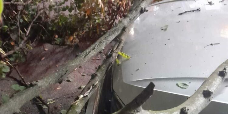 Paura al Vomero: crolla un albero in piazza Quattro Giornate, schiacciata un’auto
