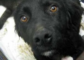 Fuorigrotta: abbaiava disperato il cane abbandonato in casa da una settimana, allarme lanciato dai vicini.