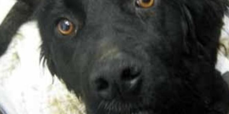 Fuorigrotta: abbaiava disperato il cane abbandonato in casa da una settimana, allarme lanciato dai vicini.