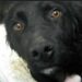 Fuorigrotta: abbaiava disperato il cane abbandonato in casa da una settimana, allarme lanciato dai vicini.