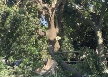 Vomero: crollo di un grosso albero, unal’altra tragedia sfiorata.