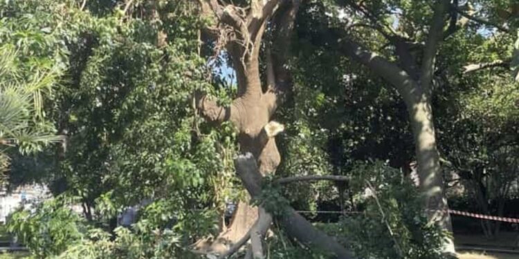 Vomero: crollo di un grosso albero, unal’altra tragedia sfiorata.