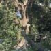 Vomero: crollo di un grosso albero, unal’altra tragedia sfiorata.