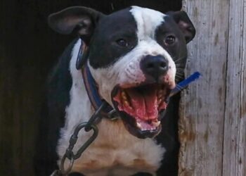 Salerno: bimbo di tre anni morso alla testa da un cane.