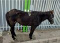 Napoli: cavallo ferito, abbandonato, denunciato ex consigliere comunale.
