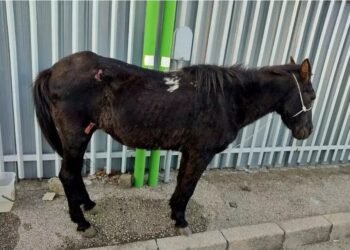 Napoli: cavallo ferito, abbandonato, denunciato ex consigliere comunale.