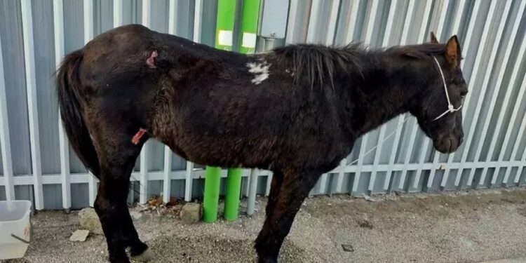 Napoli: cavallo ferito, abbandonato, denunciato ex consigliere comunale.