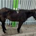 Napoli: cavallo ferito, abbandonato, denunciato ex consigliere comunale.