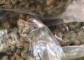 Napoli: arrestati cinque narcos, droga dalla Spagna a Napoli.