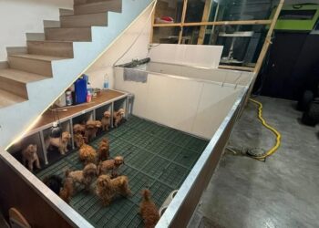 Caserta: abitazione privata trasformata in allevamento.