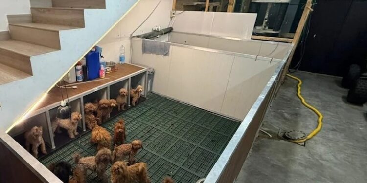 Caserta: abitazione privata trasformata in allevamento.