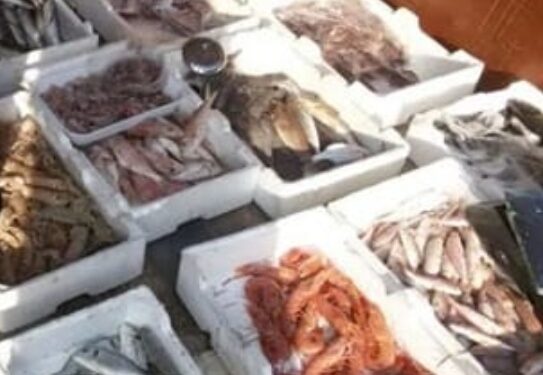 Pozzuoli: sequestrati 55 kg di prodotti ittici venduti illegalmente.