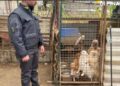 Ercolano: scoperto allevamento abusivo, al suo interno 43 cani di varie razze.