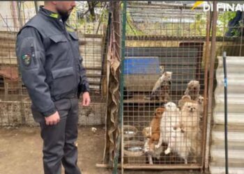 Ercolano: scoperto allevamento abusivo, al suo interno 43 cani di varie razze.