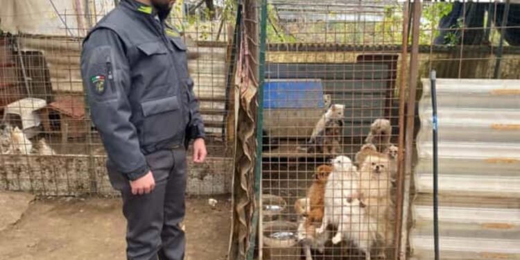 Ercolano: scoperto allevamento abusivo, al suo interno 43 cani di varie razze.