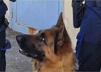 Salerno: trovata droga in carcere.